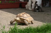 /album/sulcata/nedela-korytnacky-a-psi-160-jpg/